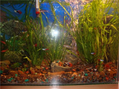Мой аквариум на 30 литров (болик)