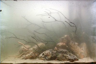 Мутная вода в аквариуме, муть в аквариуме - Белесая-муть-в-аквариуме.jpg