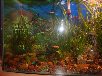 Мой аквариум на 30 литров (болик)
