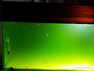 Цветение воды, зеленая вода, позеленела аквариум - 20170529_100152.jpg