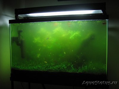 Фото Цветение воды, зеленая вода, позеленела аквариум (photo#89375)