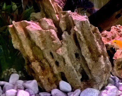 Камни для аквариума. Можно ли камень в аквариум? - rakush 2.jpg