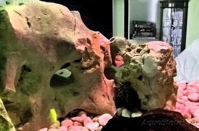 Камни для аквариума. Можно ли камень в аквариум? - keniya 2.jpg