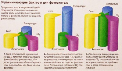 Концепция водорослевых обрастаний на растениях