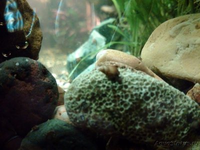 Улитки в аквариуме. Пресноводные моллюски. - IMG_20170701_221232.jpg