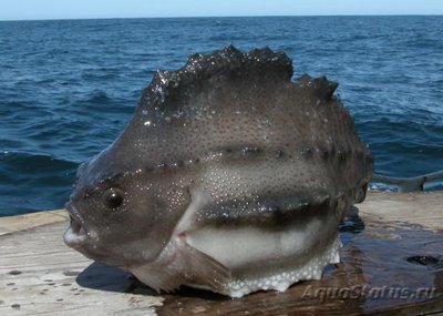 Фотографии необычных водных обитателей