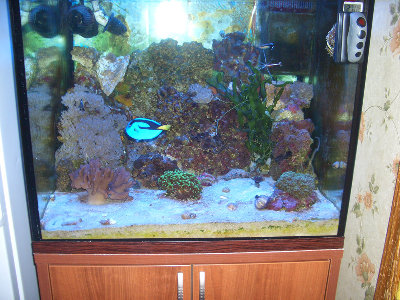 Фото Мой морской аквариум 250 литров Сергей  (photo#91)
