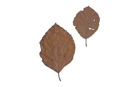 Листья в аквариуме - лист бука.png