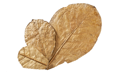 Листья в аквариуме - лист индийского миндаля.png