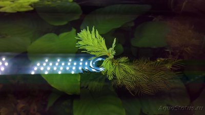 Опознание аквариумных растений - WP_20170801_18_33_11_Pro.jpg