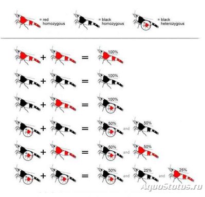 Селекция и скрещивание аквариумных креветок