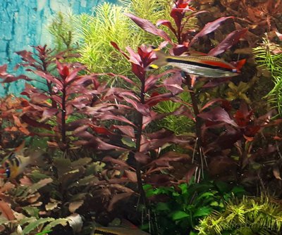 Опознание аквариумных растений - 20170704_072036 - Copy.jpg