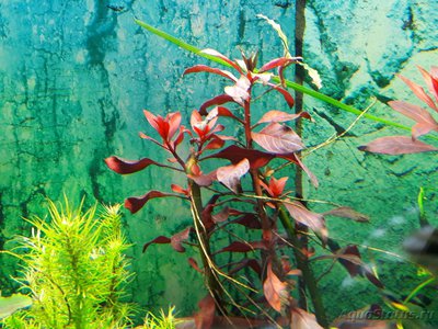 Опознание аквариумных растений - 20170901_091153.jpg