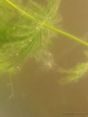 Белый налет на растениях, в середине картинки новообразование между двумя растениями, как будто бы паутина - 20170904_201736.jpg