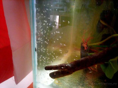 Мой аквариум Боцарий 280 литров bosmat  - Photo0132.jpg