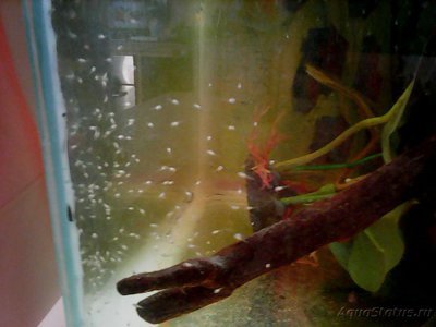 Мой аквариум Боцарий 280 литров bosmat  - Photo0133.jpg