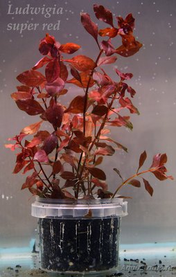 Фото Людвигия супер красная Ludwigia palustris super red  (photo#92410)