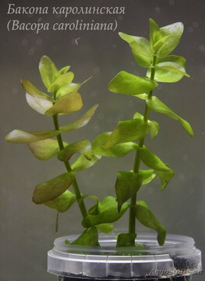 Фото Бакопа каролинская Bacopa caroliniana  (photo#92439)