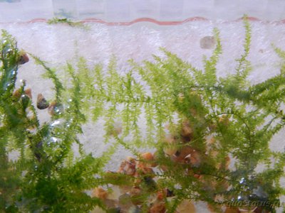 Опознание аквариумных растений - DSCN1010.JPG