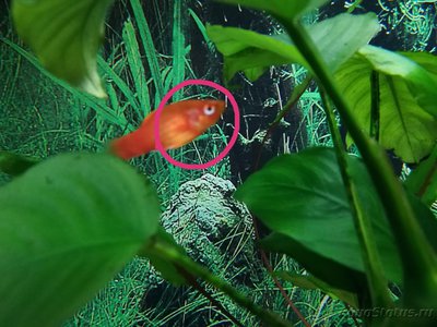 Фото Что с пецилией? (photo#92627)