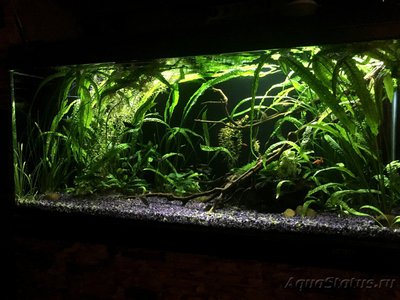 Мой аквариум Боцарий 280 литров bosmat  - IMG_3442.JPG