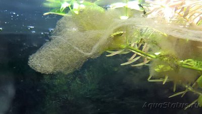 Фото Определение водорослей в аквариуме (photo#93582)