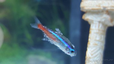Мой аквариум JUWEL LIDO 120l LED (Натулька) 