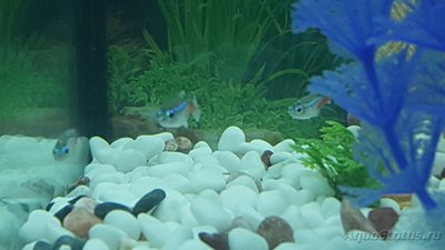 Мой аквариум JUWEL LIDO 120l LED (Натулька) 