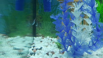 Мой аквариум JUWEL LIDO 120l LED (Натулька) 