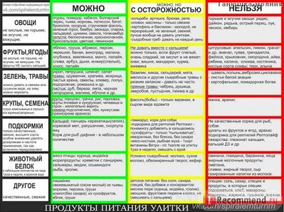 Гигантская улитка Ахатина – все о содержании в домашних условиях.