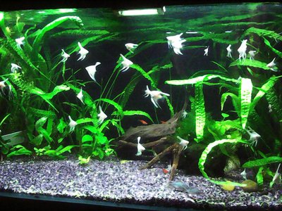 Мой аквариум Боцарий 280 литров bosmat  - Photo0146.jpg