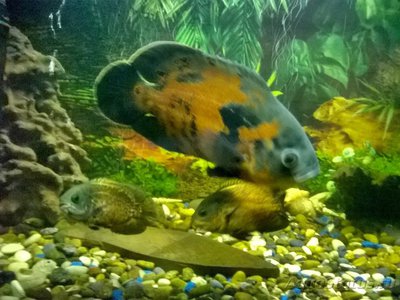 Астронотус (Astronotus ocellatus)