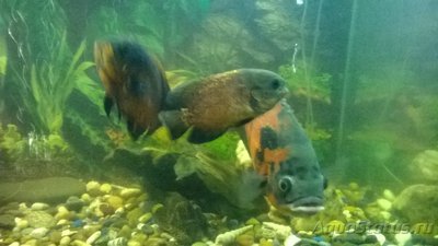 Астронотус (Astronotus ocellatus)