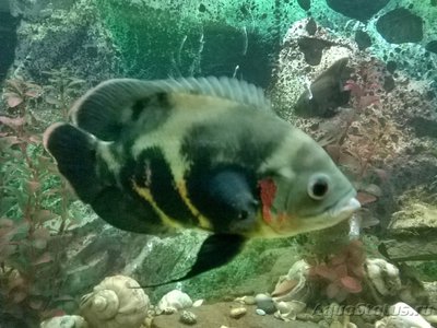 Астронотус (Astronotus ocellatus)