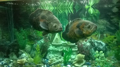 Астронотус (Astronotus ocellatus)