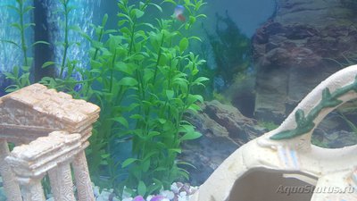 Мой аквариум JUWEL LIDO 120l LED (Натулька) 