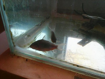 Мой аквариум Боцарий 280 литров bosmat  - Photo0159.jpg