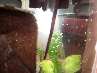 Мой аквариум Боцарий 280 литров bosmat  - Photo0180.jpg