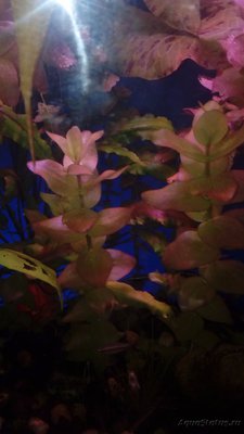Опознание аквариумных растений - 1510995689936-1835095295.jpg