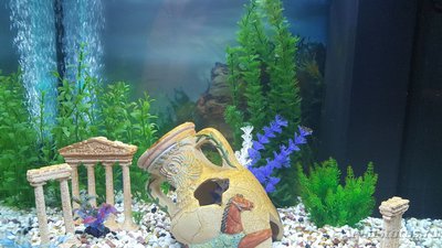 Мой аквариум JUWEL LIDO 120l LED (Натулька) 