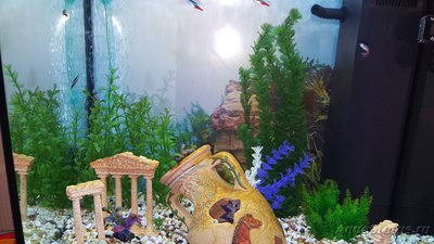 Мой аквариум JUWEL LIDO 120l LED (Натулька) 