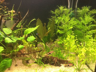 Мой AquaPlus PRO 170 (Luna Illuminata) 