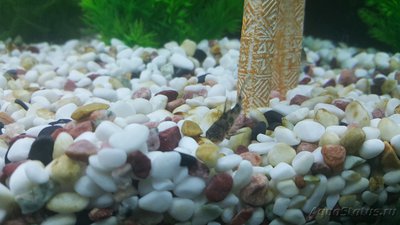 Мой аквариум JUWEL LIDO 120l LED (Натулька) 
