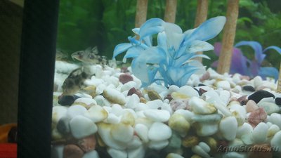Мой аквариум JUWEL LIDO 120l LED (Натулька) 