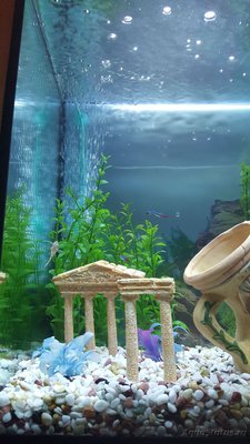 Мой аквариум JUWEL LIDO 120l LED (Натулька) 