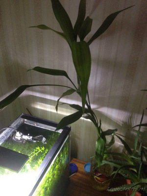 Драцена сандера (Dracaena sanderiana)