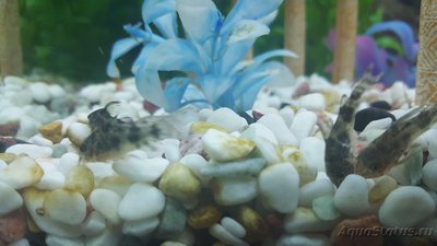 Мой аквариум JUWEL LIDO 120l LED (Натулька) 
