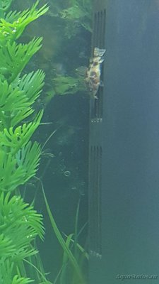Мой аквариум JUWEL LIDO 120l LED (Натулька) 