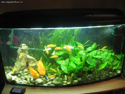 Мой аквариум 160 литров c_est_la_vie  - IMG_3484.jpg