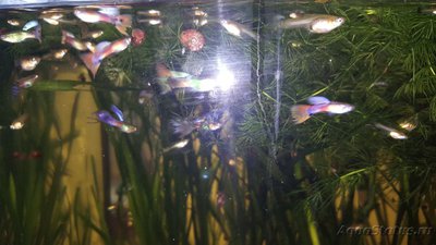 Мой аквариум JUWEL LIDO 120l LED (Натулька) 